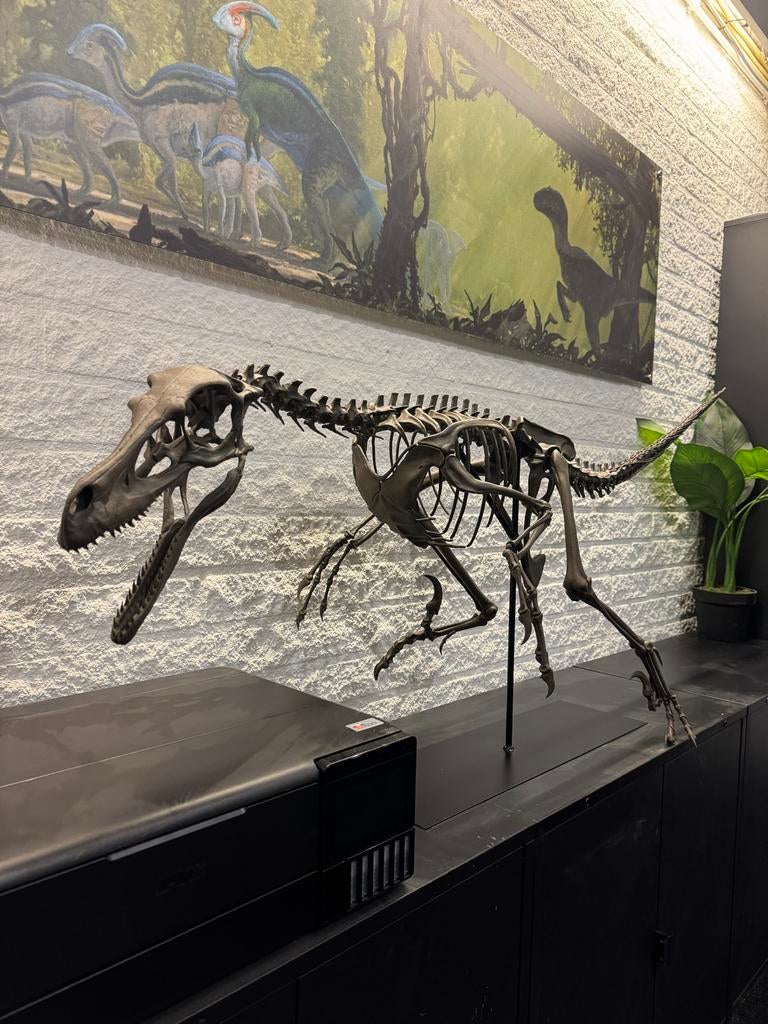 Levensgroot Velociraptor skelet, Ophalen, Nieuw, Overige typen