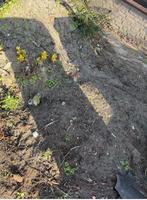 Zwart zand, Tuin en Terras, Ophalen, Overige typen