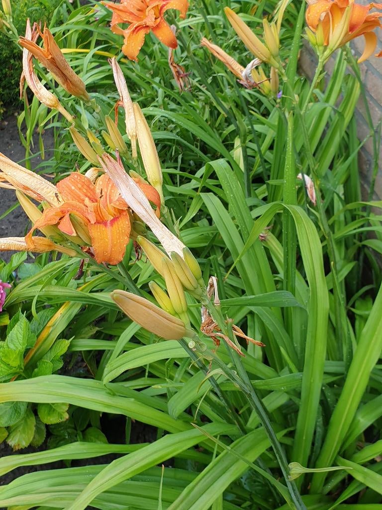 diverse tuinplanten, Vaste plant, Halfschaduw, Zomer, Ophalen