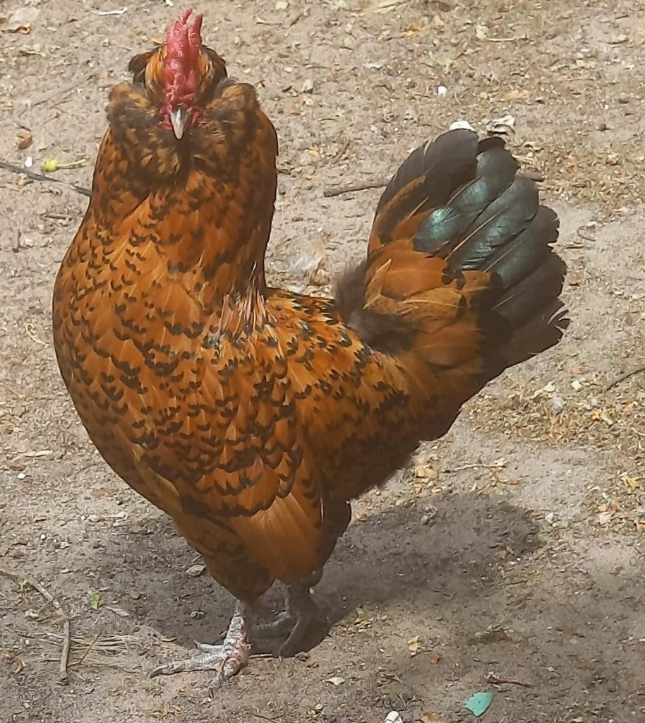 Te koop divers sierkrielhaantjes mengras, Mannelijk, Kip