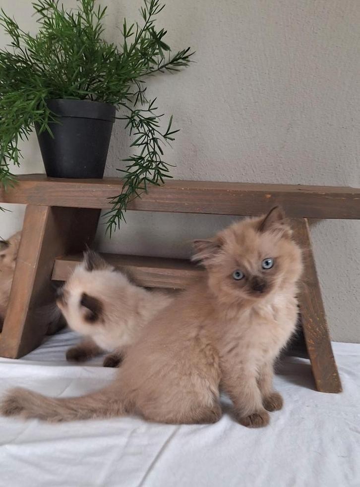 Ragdoll kittens !!!, Dieren en Toebehoren, Katten en Kittens | Raskatten | Langhaar, Meerdere dieren, 0 tot 2 jaar, Ontwormd, Ingeënt
