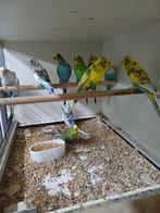 Grasparkieten mannen., Mannelijk, Parkiet