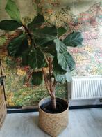 XXL FYCUS LYRATA VIOOL PLANT 175X100 CM INCL MOOIE MAND, Ophalen, Ficus, Halfschaduw, 150 tot 200 cm