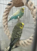 Mooi parkieten, Dieren en Toebehoren, Vogels | Parkieten en Papegaaien, Meerdere dieren, Parkiet, Tam