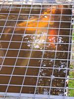 Koi karpers verschillende kleuren, Karper of Koi