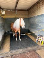 Haflinger merrie 5 jaar oud, Merrie, Minder dan 160 cm, Met stamboom, Zadelmak
