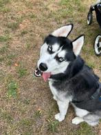 Husky zoekt gouden mandje, Dieren en Toebehoren, Ophalen, Gebruikt, Overige