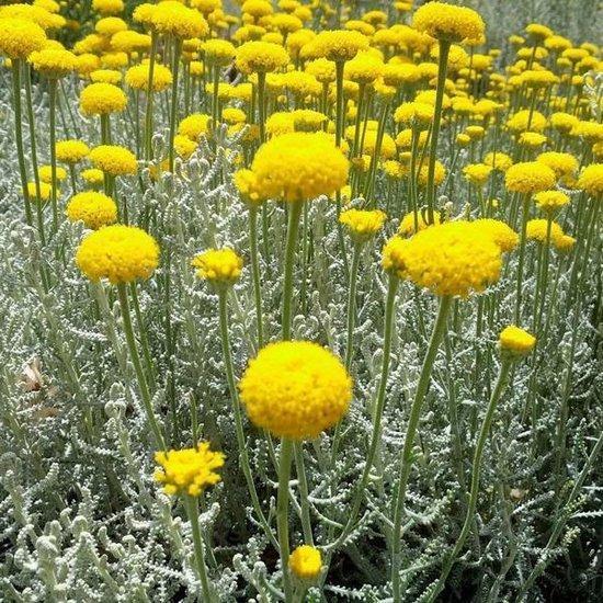 Santolina chamaecyparissus / Heiligenbloem P9 pot, Tuin en Terras, Planten | Tuinplanten, Vaste plant, Overige soorten, Volle zon