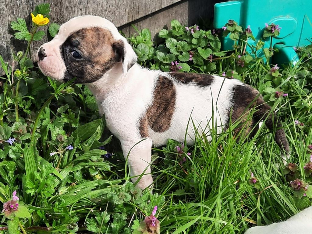 Standaard Amerikaanse bulldog puppy's met stamboom, Dieren en Toebehoren, België, Fokker | Hobbymatig, 8 tot 15 weken, Parvo