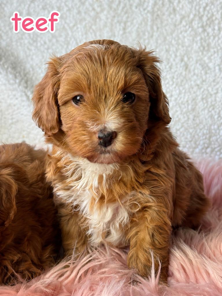 Maltipoo pups  teefje 1750€ super mooi reu 1650, Nederland, Parvo, Overige rassen, 8 tot 15 weken