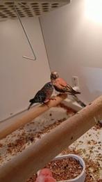 verschillende bourkesparkieten, bourkes, Meerdere dieren, Parkiet