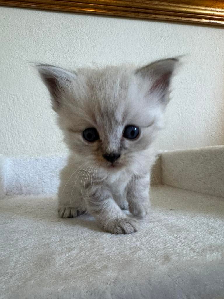 5 Britse langhaar x Maine coon kittens, Dieren en Toebehoren, Katten en Kittens | Raskatten | Langhaar, Meerdere dieren, Ontwormd