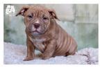 American Bully Pups, België, Fokker | Hobbymatig, Overige rassen, 8 tot 15 weken