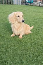 (Niet te koop) cream kaninchen teckel  dekreu dachshund, Reu, 1 tot 2 jaar, Parvo, Eén hond