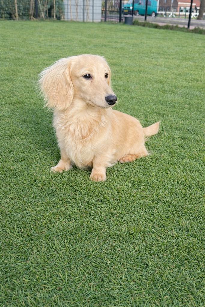 (Niet te koop) cream kaninchen teckel  dekreu dachshund, Reu, 1 tot 2 jaar, Parvo, Eén hond