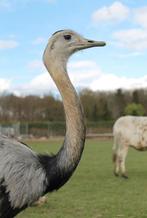 Koppel nandoes te koop of losse nandoe haan te koop, Meerdere dieren, Overige soorten