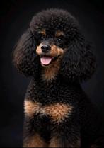 Toy poedel / Toypoedel dekreu BLACK & TAN - Ter dekking, Dieren en Toebehoren, Parvo, 1 tot 2 jaar, Eén hond, Nederland