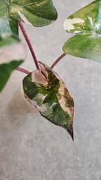 Alocasia Serendipity Pink Variegata, Ophalen of Verzenden, Halfschaduw, Minder dan 100 cm