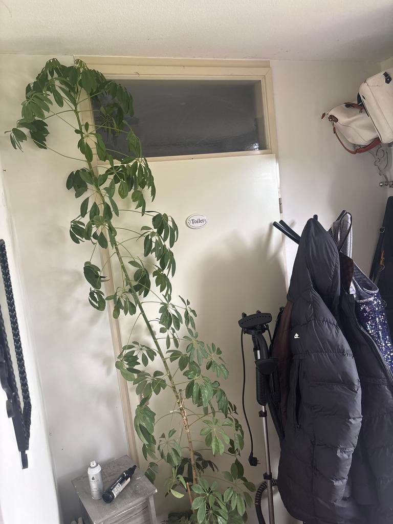 Grote kamerplant, Huis en Inrichting, Overige soorten, In pot, 150 tot 200 cm, Groene kamerplant