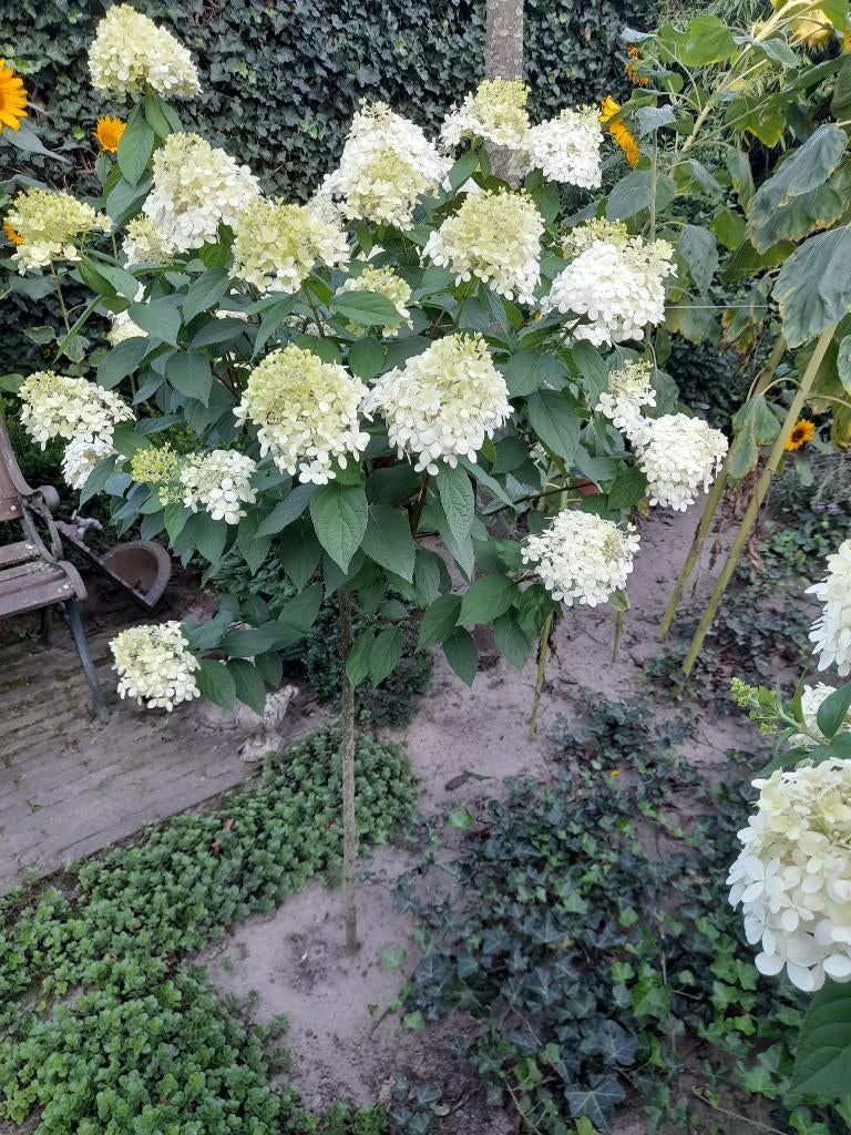 Pluimhortensia op stam wit, Limelight, hortensia, Hydrangea, Tuin en Terras, Planten | Tuinplanten, Vaste plant, Halfschaduw, Zomer