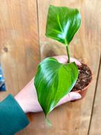 Strelitzia nicolai variegata plant gog green lime, Ophalen of Verzenden, Halfschaduw, Minder dan 100 cm