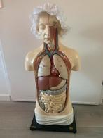 Anatomische model Louis Meusel  Dedex uit 1959 en 90 cm hoog, Ophalen