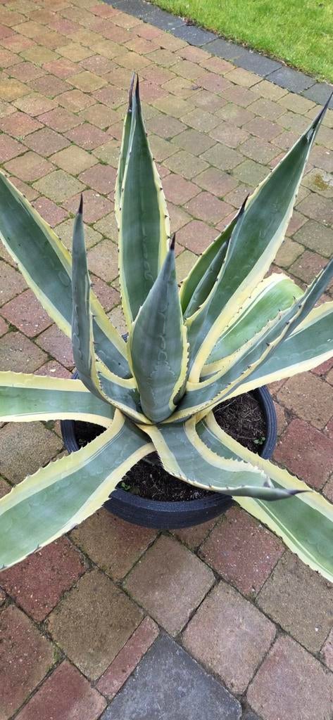 Mooie grote bonte agave Americana Variegata, Tuin en Terras, Ophalen, Bloeit niet, Overige soorten, Volle zon