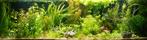 Aquariumplanten totaalpakket 37 plantjes vaste prijs € 10,-, Ophalen, Zo goed als nieuw, Plant(en), Steen of Hout