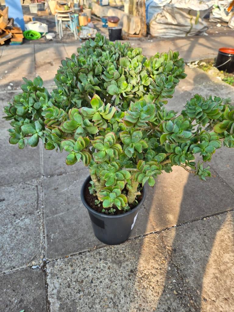 Crassula arborescens XXL p27 h80, Huis en Inrichting, Kamerplanten, Ophalen of Verzenden, Halfschaduw, Minder dan 100 cm