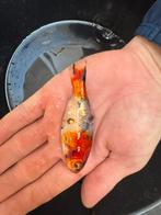 Shubunkin goudvissen/ laatste mogelijk mix met kroeskarper, Dieren en Toebehoren, Ophalen of Verzenden, Zo goed als nieuw, Gevuld zoetwateraquarium