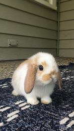 Voedster gezocht!, Dieren en Toebehoren, Vrouwelijk, Dwerg