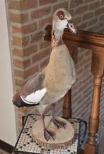 NIJLGANS prachtig nieuw, Ophalen of Verzenden, Nieuw, Boerderijdier, Opgezet dier