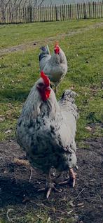 4 prachtige hanen, Dieren en Toebehoren, Pluimvee, Mannelijk, Kip