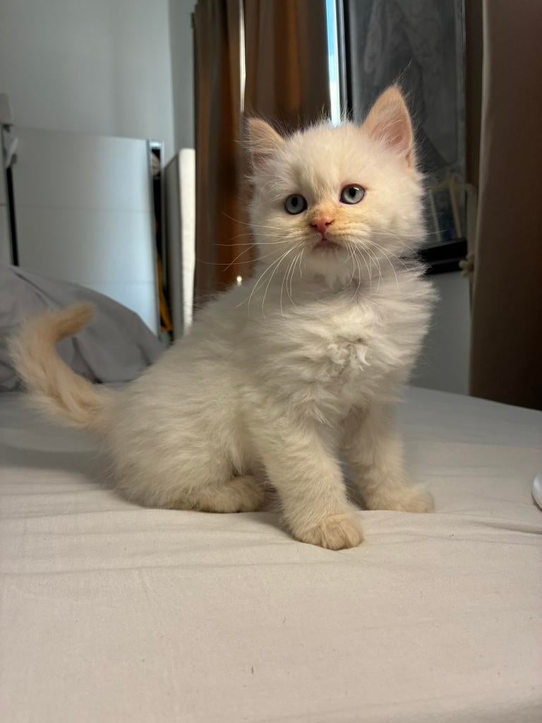 Uniek gekleurde Perzische kitten mag vanaf vandaag weg!, Meerdere dieren, Ontwormd, 0 tot 2 jaar
