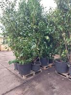 Nieuw laulier novita super groot gelijk klaar 250/300 cm, Ophalen, Laurier, Haag, 250 cm of meer