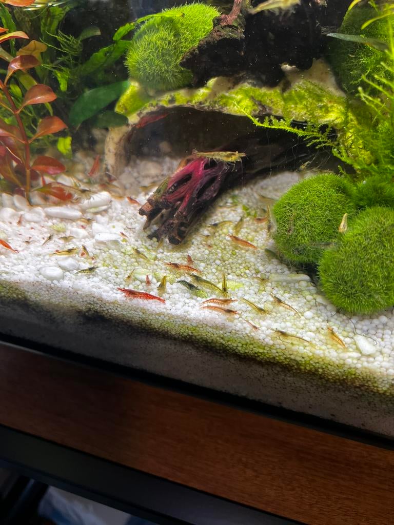 Garnalen mix, Dieren en Toebehoren, Kreeft, Krab of Garnaal