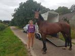 12 jarige kwpn merrie, Merrie, Dressuurpaard, 11 jaar of ouder