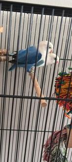 Agraponis, Dieren en Toebehoren, Vogels | Overige Vogels, Mannelijk, Geringd