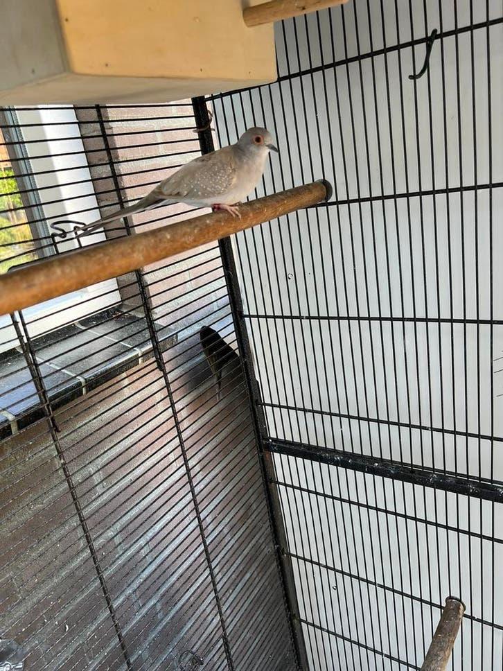 Diamant duifje, Dieren en Toebehoren, Vogels | Duiven, Meerdere dieren, Overige soorten