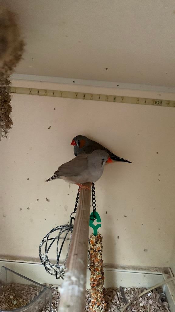 Koppel zebravinken, Meerdere dieren