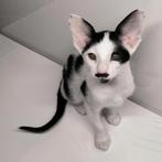 Kittens, Ooster korthaar kittens, oriental kittens, pete..., Dieren en Toebehoren, Katten en Kittens | Raskatten | Korthaar