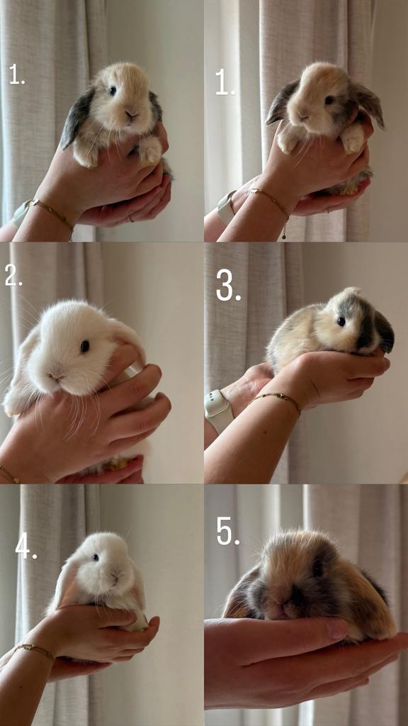 Baby dwerghangoor konijntjes, Meerdere dieren, Dwerg