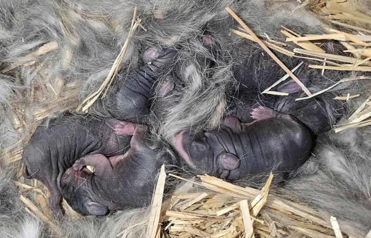 Nestje kruising Vlaamse reus/konijn, Dieren en Toebehoren, Konijnen, Groot, Geslacht onbekend, 0 tot 2 jaar