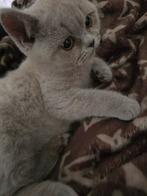 BRITSE / BRITS KORTHAAR KITTENS LILAC, Meerdere dieren, Gechipt