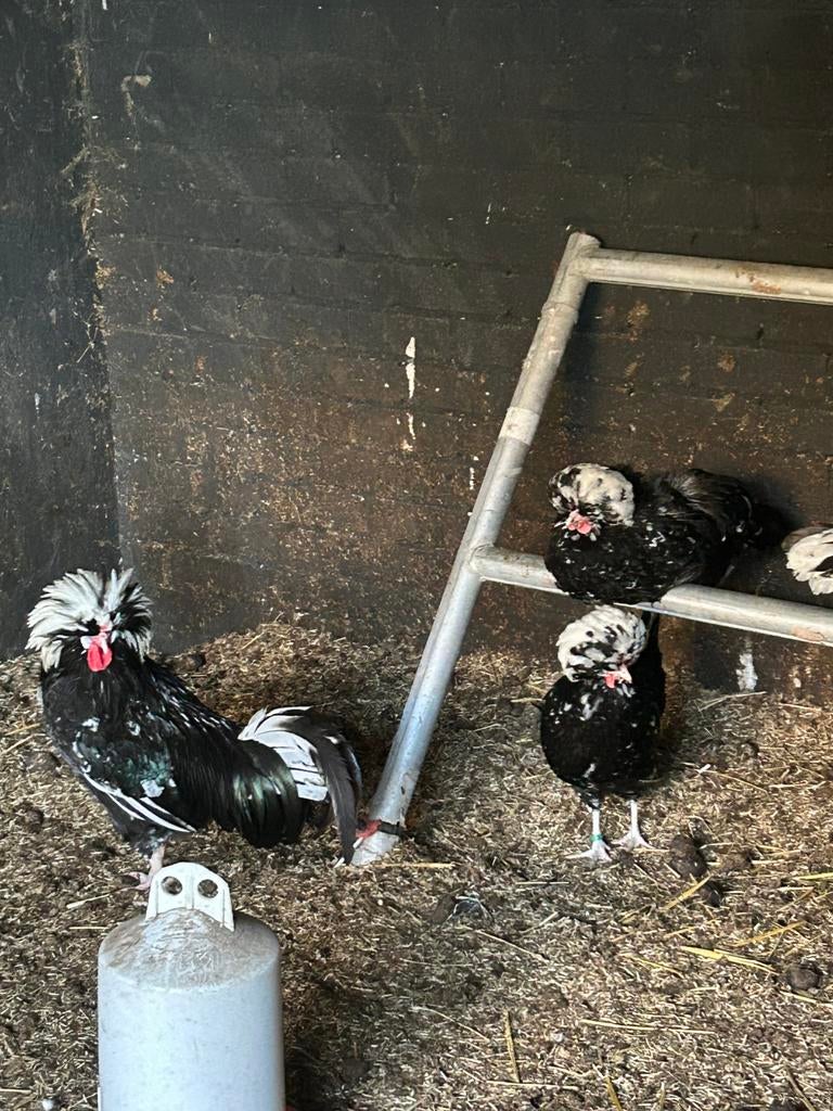 Hollandse kuifhoen, Dieren en Toebehoren, Pluimvee, Meerdere dieren, Kip