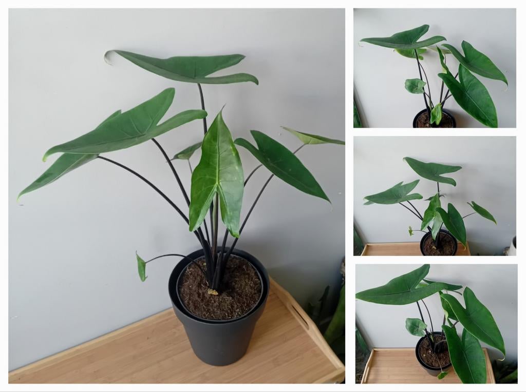 Alocasia kamerplant 60cm (+pot 3euro, Huis en Inrichting, Kamerplanten, Ophalen, Overige soorten, Halfschaduw, In pot