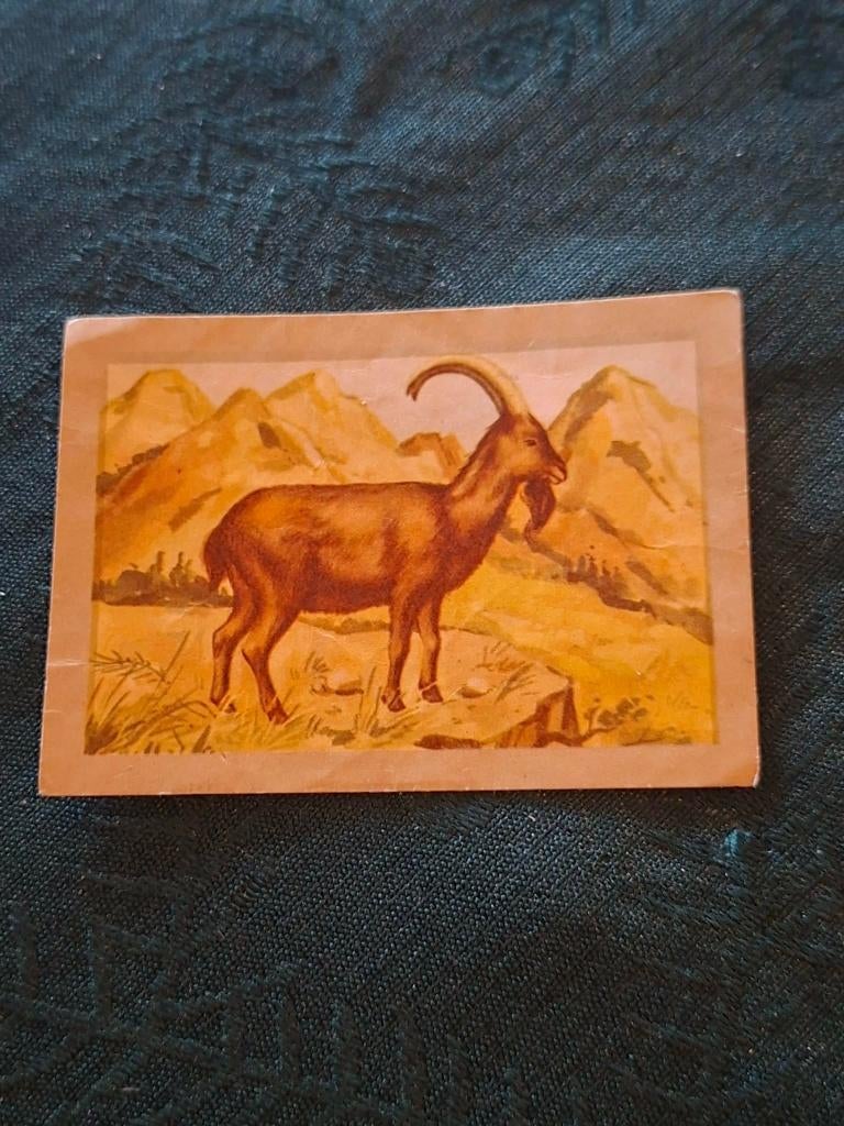 Prentje/Chromo : alpensteenbok/Chocolade Jacques, 1960 tot 1980, Gebruikt, Verzenden, Prent