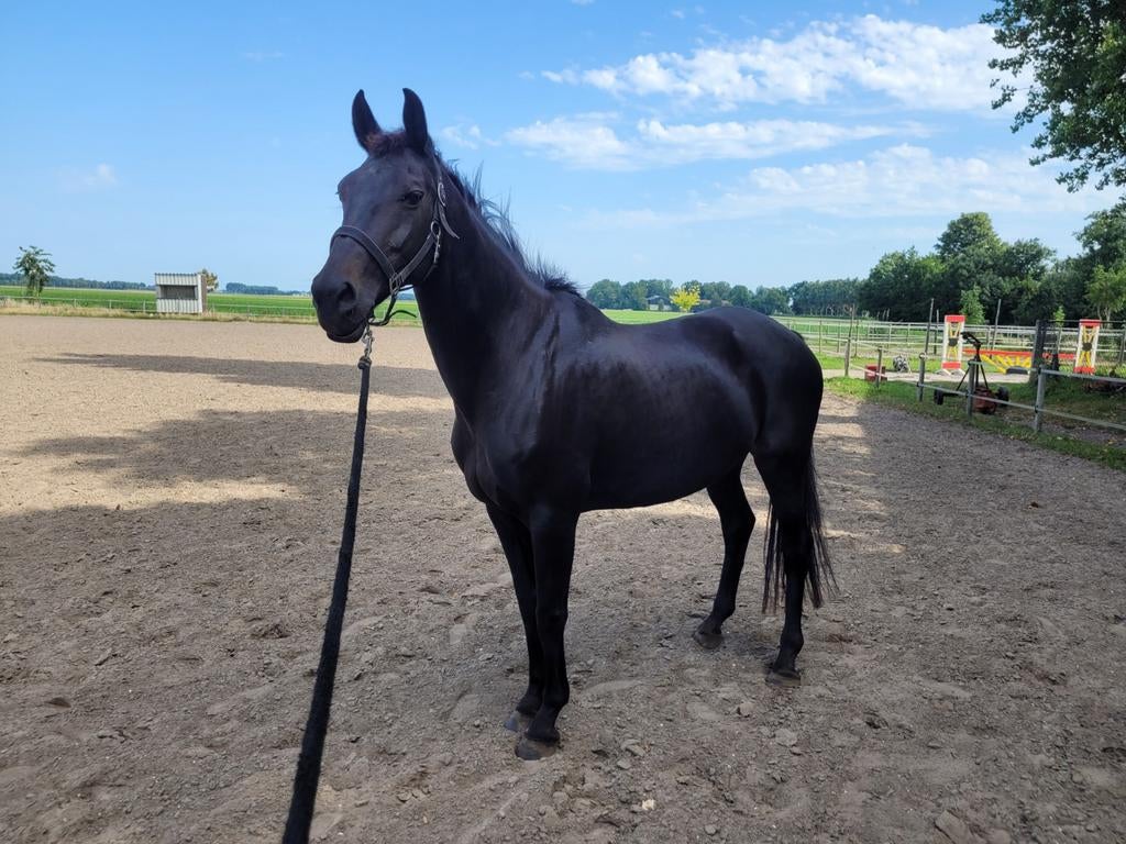 Kwpn merrie, Merrie, 160 tot 165 cm, Recreatiepaard, 11 jaar of ouder