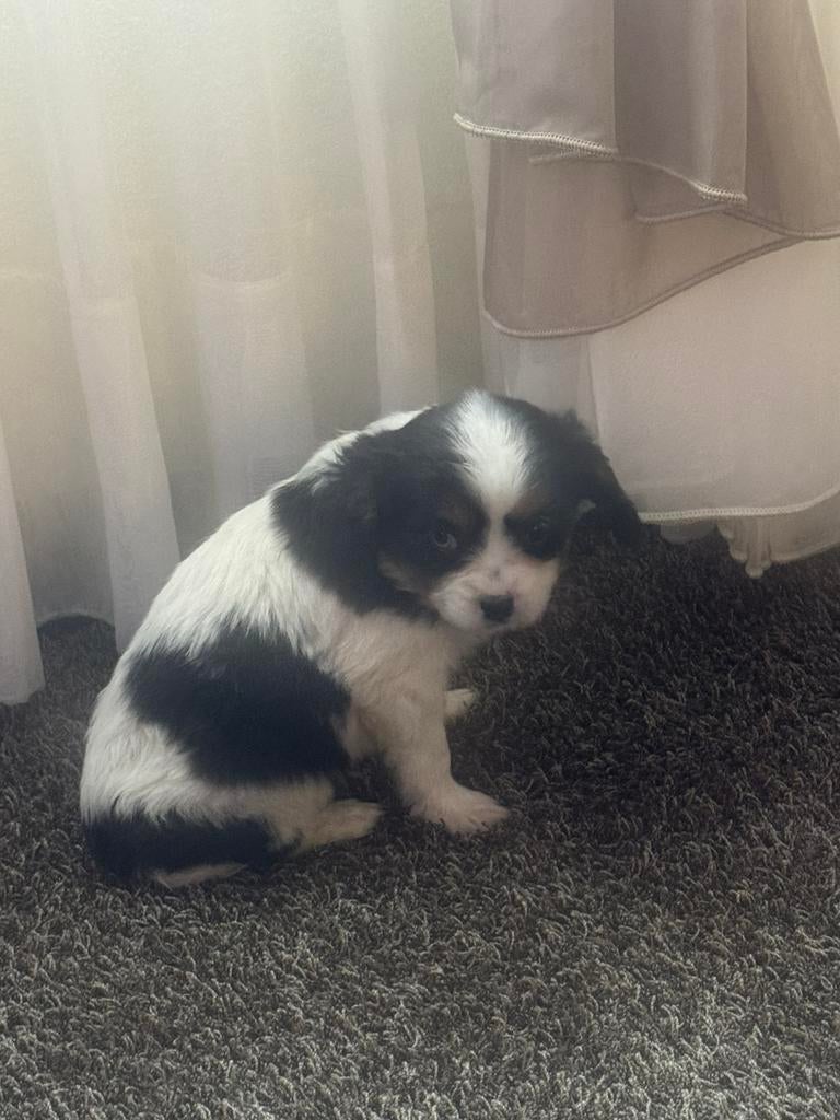 Cavalier X Pomsky Pups, Dieren en Toebehoren, Overige rassen, Meerdere, Meerdere dieren, Nederland
