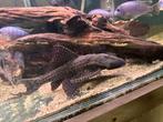 Adonis pleco L155 30cm, Vis